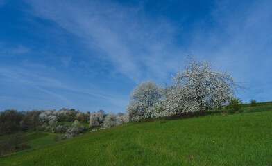 Stadt und Natur, blühende Kirschbäume auf Felder