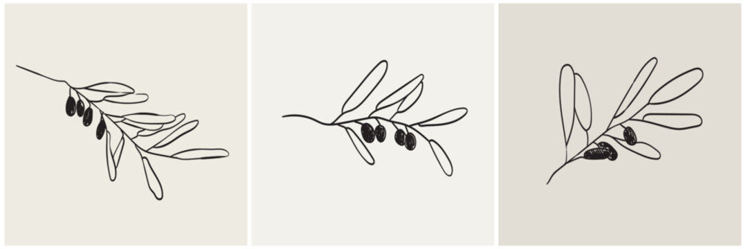 Hand drawn olive branch in minimalist ink brush charcoal style. Decorative vector elements for tattoo, greeting card, wedding invitation. Black silhouette outline olive isolated on white.