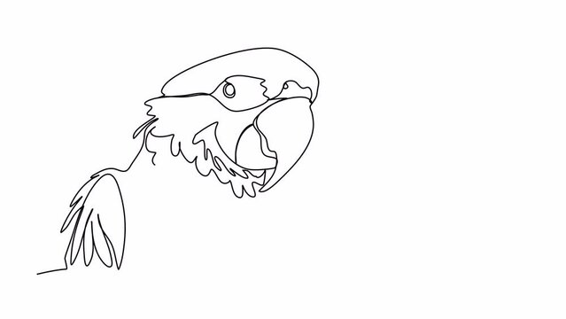 Parrot. One line drawing animation. Video clip with alpha channel.