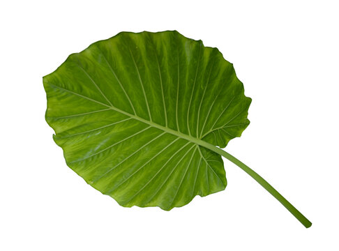 Alokasia plant with large leaves isolated on the white background