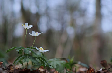 Stadt und Natur, Buschwindröschen im Wald