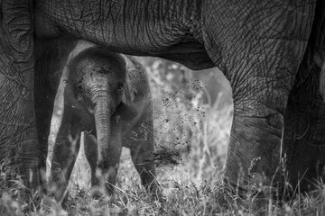 new born elephant calf with mom