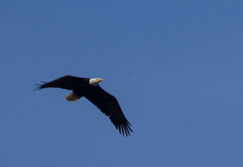 Bald Eagle Nest