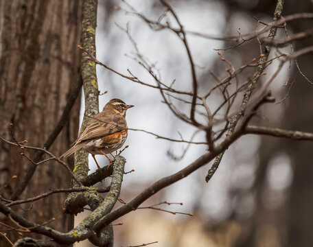 A white-browed thrush sits on a tree branch in early spring
