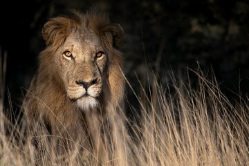 Big Male Lion 