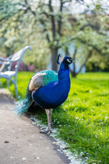 Peacock is walking in Prague gardens in spring time