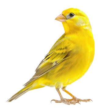 Yellow canary bird isolated on transparent background. 