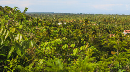 Plantação de árvores coqueiros próximo a praia do gunga em alagoas