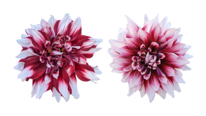 Maroon white dahlia flowers isolated on transparent background	