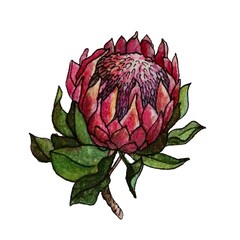 Watercolor tropical flower protea. Hand painted pink flower with leaves and branch isolated on white background. Nature botanical illustration for design, print. Realistic delicate plant.