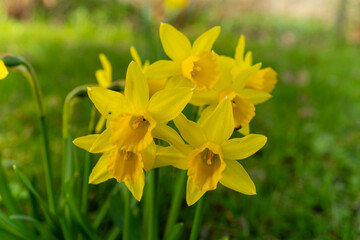 Fototapeta premium A small yellow flower emerges from the lush grassland