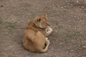 Sights and animals - inhabitants of the lion park 