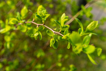 Closeup of a twig with green leaves on a woody plant