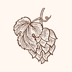 Vector drawing of hops in line art style