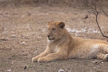 Sights and animals - inhabitants of the lion park "Taigan". Belogorsk, Crimea, Russia. 1.03.2024