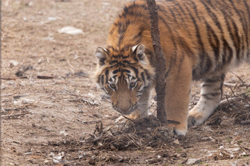 Sights and animals - inhabitants of the lion park 