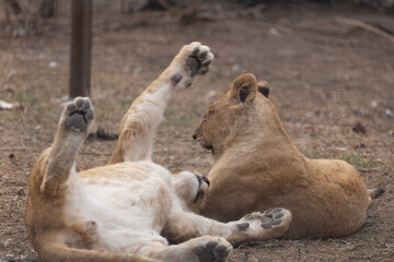 Sights and animals - inhabitants of the lion park 