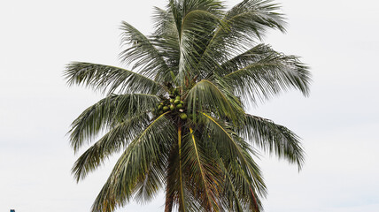 Árvore coqueiro em um dia de sol