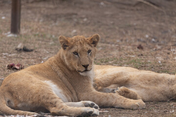 Sights and animals - inhabitants of the lion park 