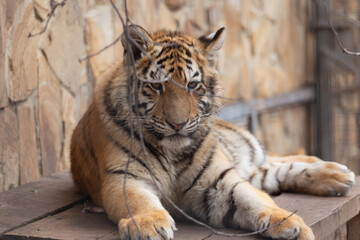Sights and animals - inhabitants of the lion park 