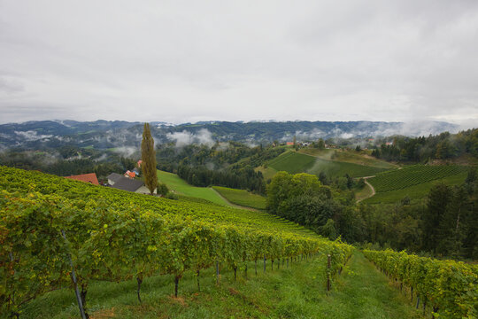 Landscape in the vineyards, near Leutschach an der Weinstraße, in Austria.