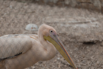 Sights and animals - inhabitants of the lion park 