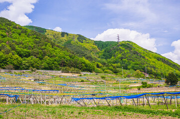  ぶどう畑と新緑の山　松本市