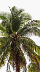 Árvore palmeiras no nordeste brasileiro em um dia de sol