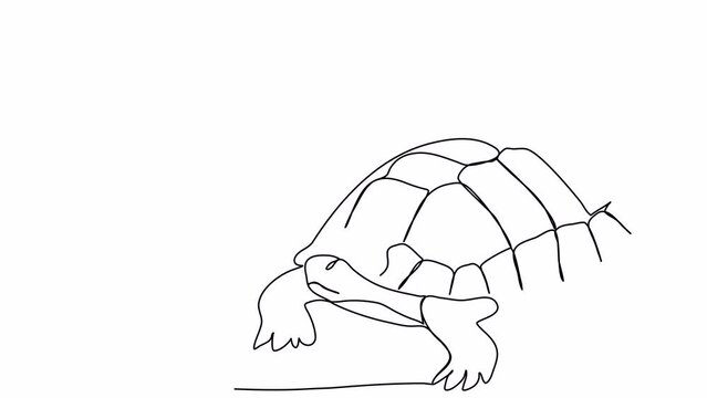 Turtle. One line drawing animation. Video clip with alpha channel.