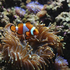 Naklejka na ściany i meble Explore the intricate bond between clownfish and anemone, showcasing their mutual protection in a detailed perspective.