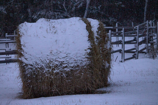 Two Giant Round Hay Bales in the Winter Snow on a Rural Farm