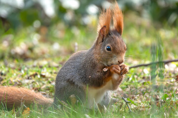 Fressendes Eichhörnchen auf der sonnigen Wiese