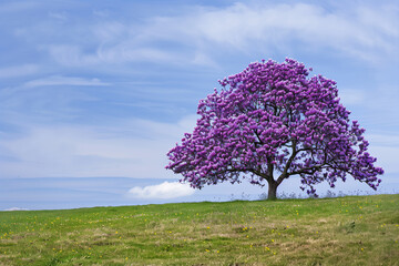 Solitary purple-flowering magnolia tree standing amidst a green field, set against a blue sky...
