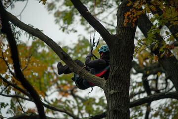 person hanging on ropes in a tree after paragliding crash
