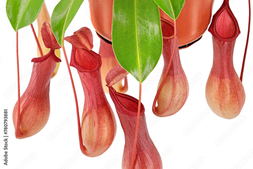 Wall mural Closeup of the reddish pitchers of a tropical pitcher plant or monkey cup, Nepenthes alata, carnivorous plant isolated on white background