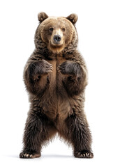 Fototapeta premium Friendly bear standing on hind legs, studio shot