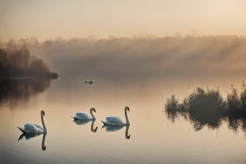 Selbstklebende Fototapeten swans on the river © Muhammad Zubair 