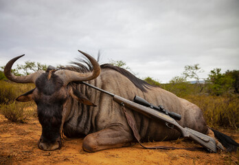 Traditional legal hunting trophy of the blue wildebeest antelope and rifle with optics after hunting.