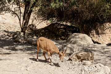 The Nubian ibex (Capra nubiana) is a desert-dwelling goat species (Genus Capra) found in...