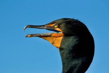 cormorant