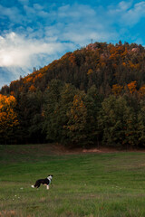 Na spacerze z psem rasy Border Collie w miejscowości Karpniki w Rudawy Janowickie, Krzyżna Góra, w górach sokolich.