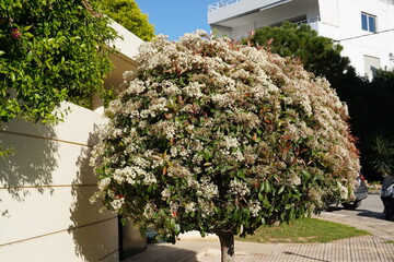 A blooming photinia fraseri red robin tree with red and green leaves, and white flowers
