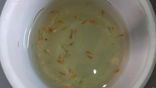 Molly fish fry, small red and white one day molly fish baby 