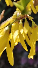 close up of yellow flower