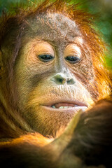 Close-up portrait of an Orangutan