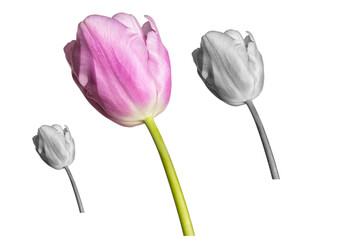collage of black white and pink tulips on a white background