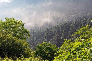 Forest at the Kato Olympos mountain near the village of Palaios Panteleimonas in Thessaly, Greece