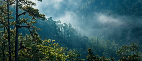 Foto auf Acrylglas fog over the forest © Lemar