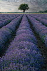 Lavender field in northern Greece with clouded sky - 780804857