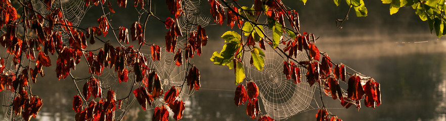Spinnennetze im Baum am Fluss mit Nebel.